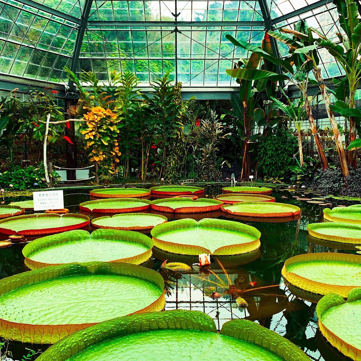 🌴 아타가와 열대 & 악어 정원 (아타가와 바나나 와니엔) 이미지 4